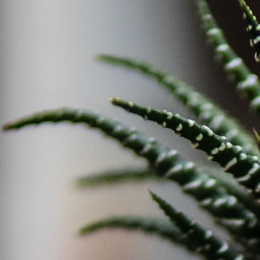 Aloe Vera Cebra C (Pequeño)