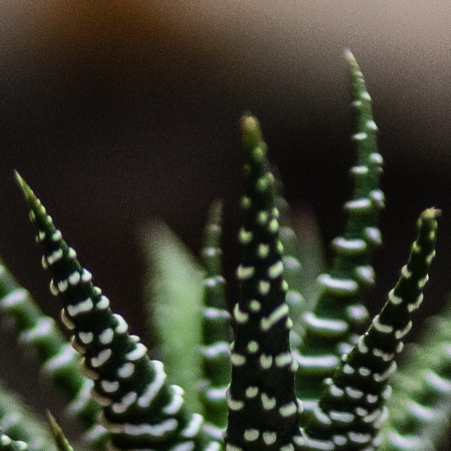 Aloe Vera Cebra C (Pequeño)