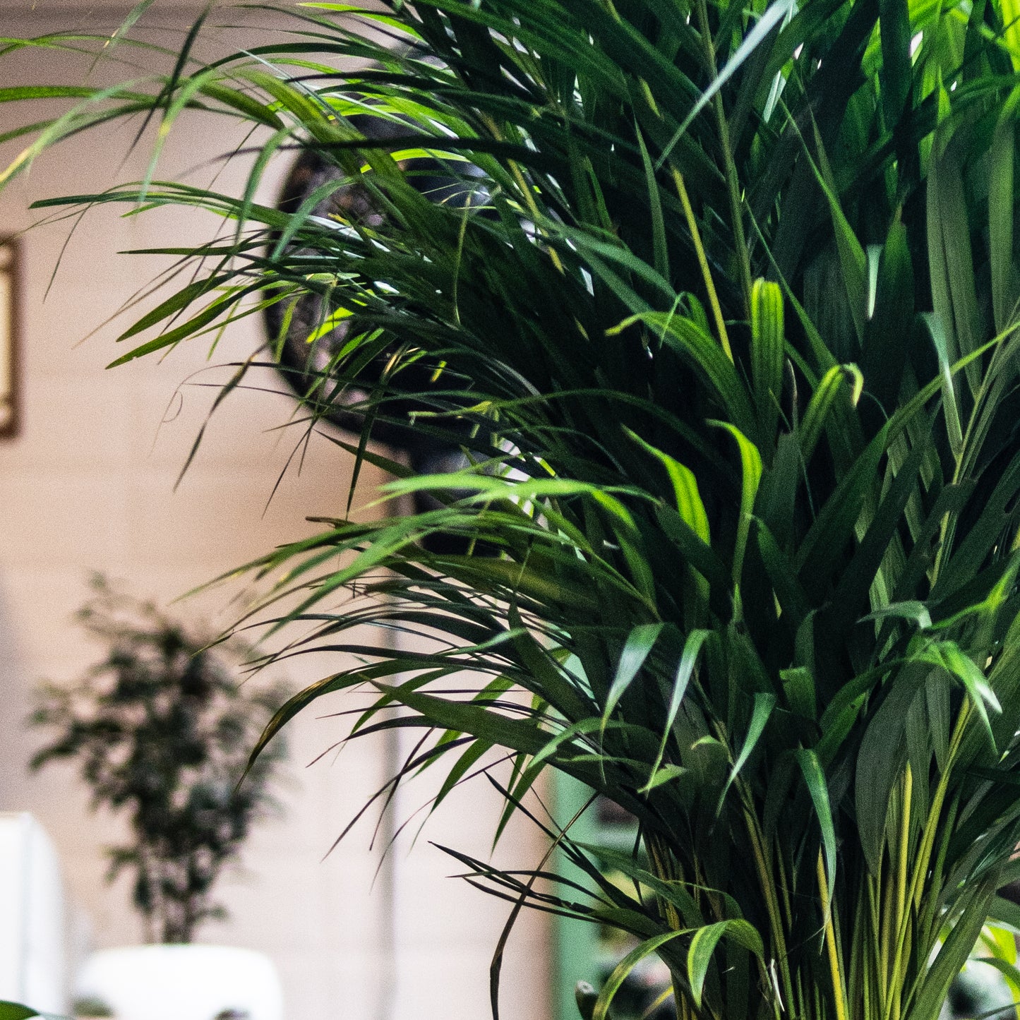 Palma Areca B (Mediana)