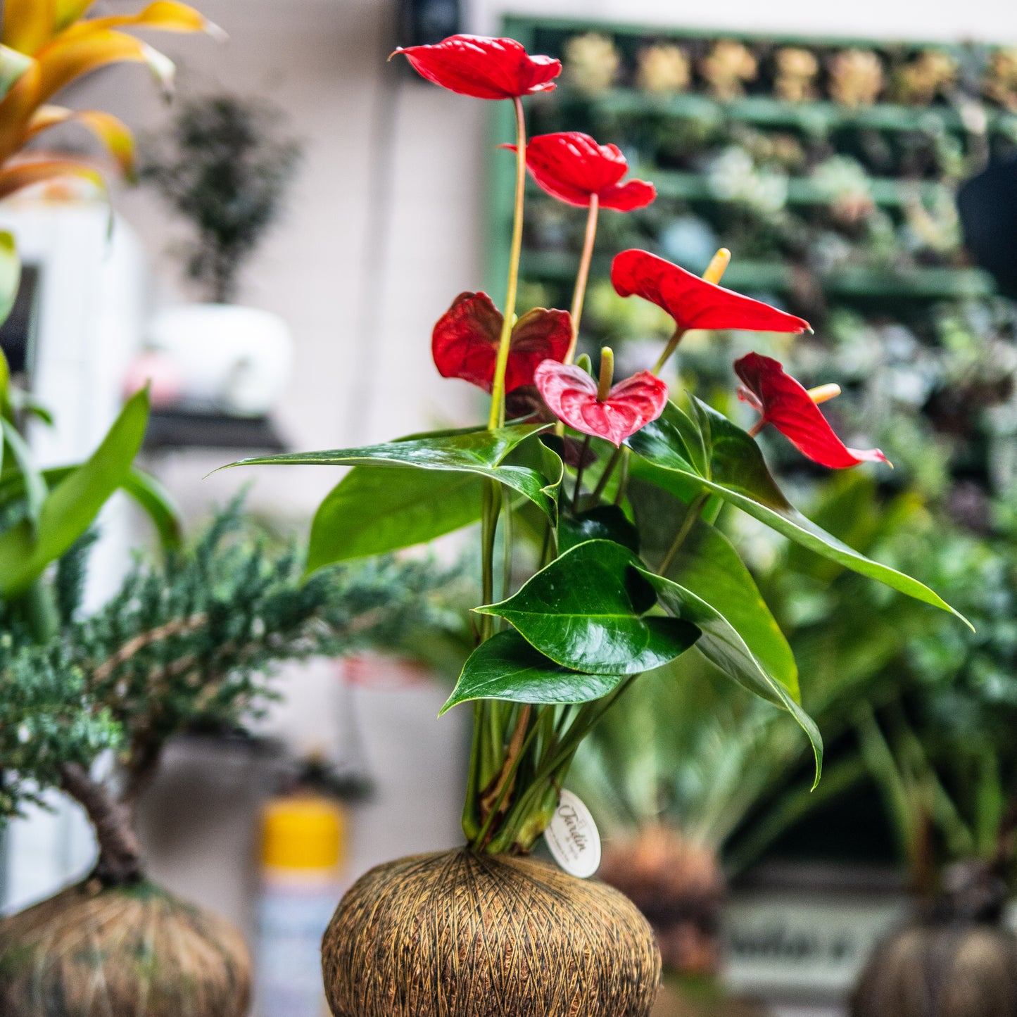 Anturios (Rojos, Chocolate)