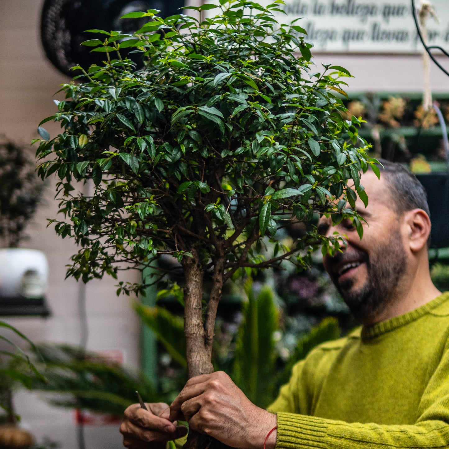 Bonsai Guayacan Frondoso