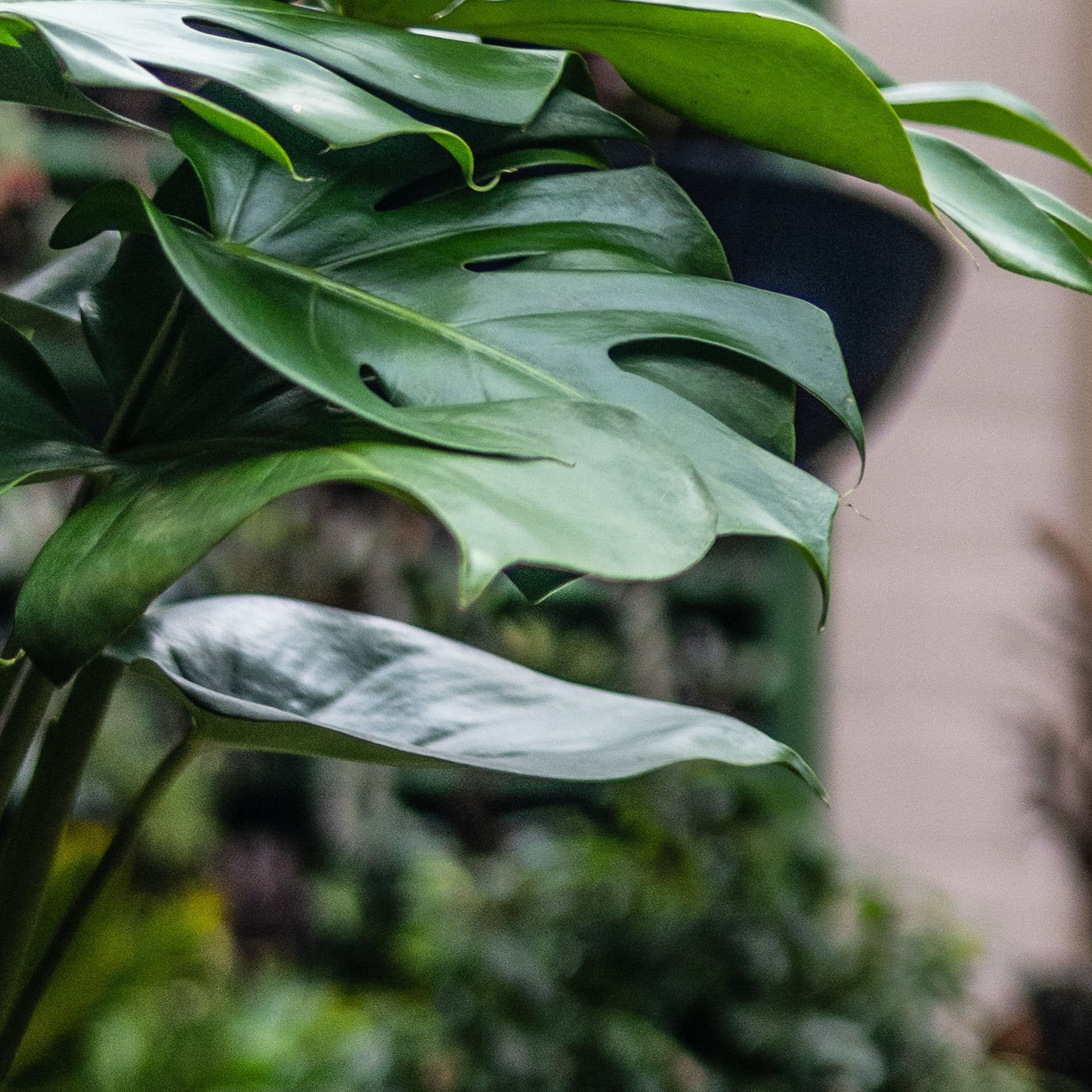 Monstera C (Pequeña Sencilla)