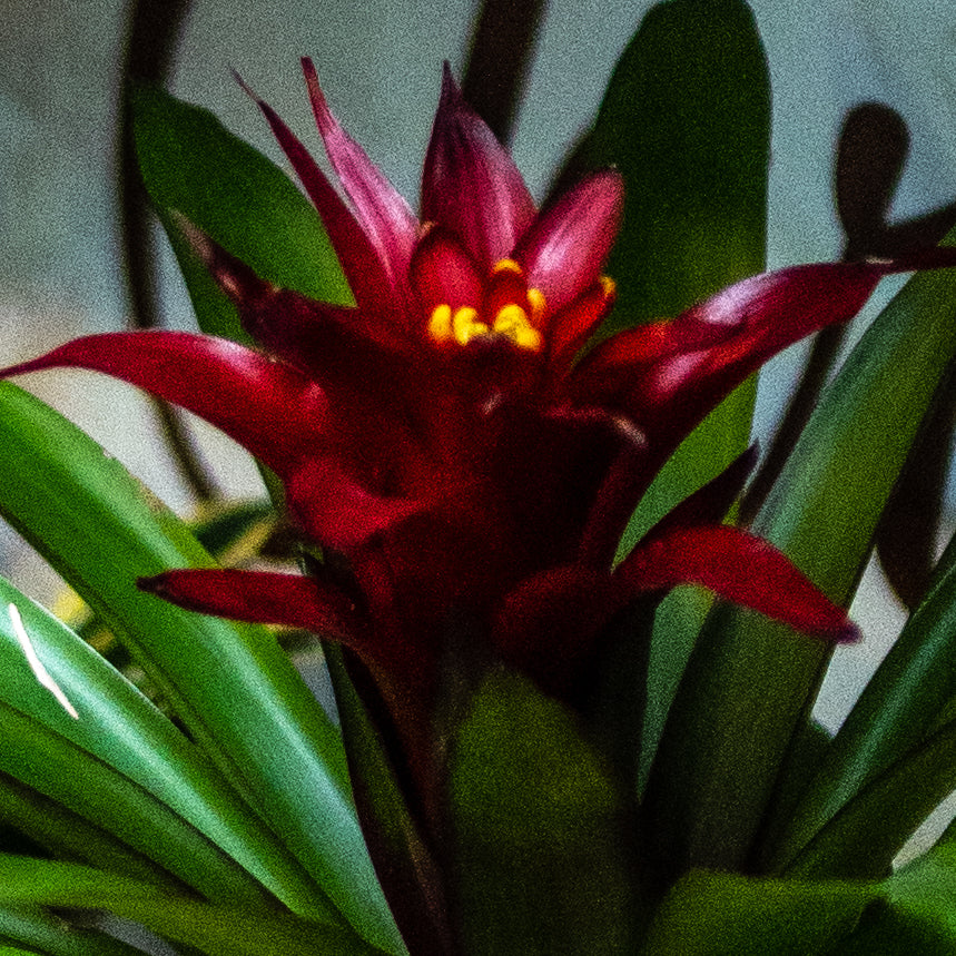 Bromelias A (Grande)