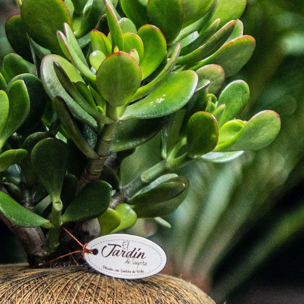 Jade Macho C (Pequeño)