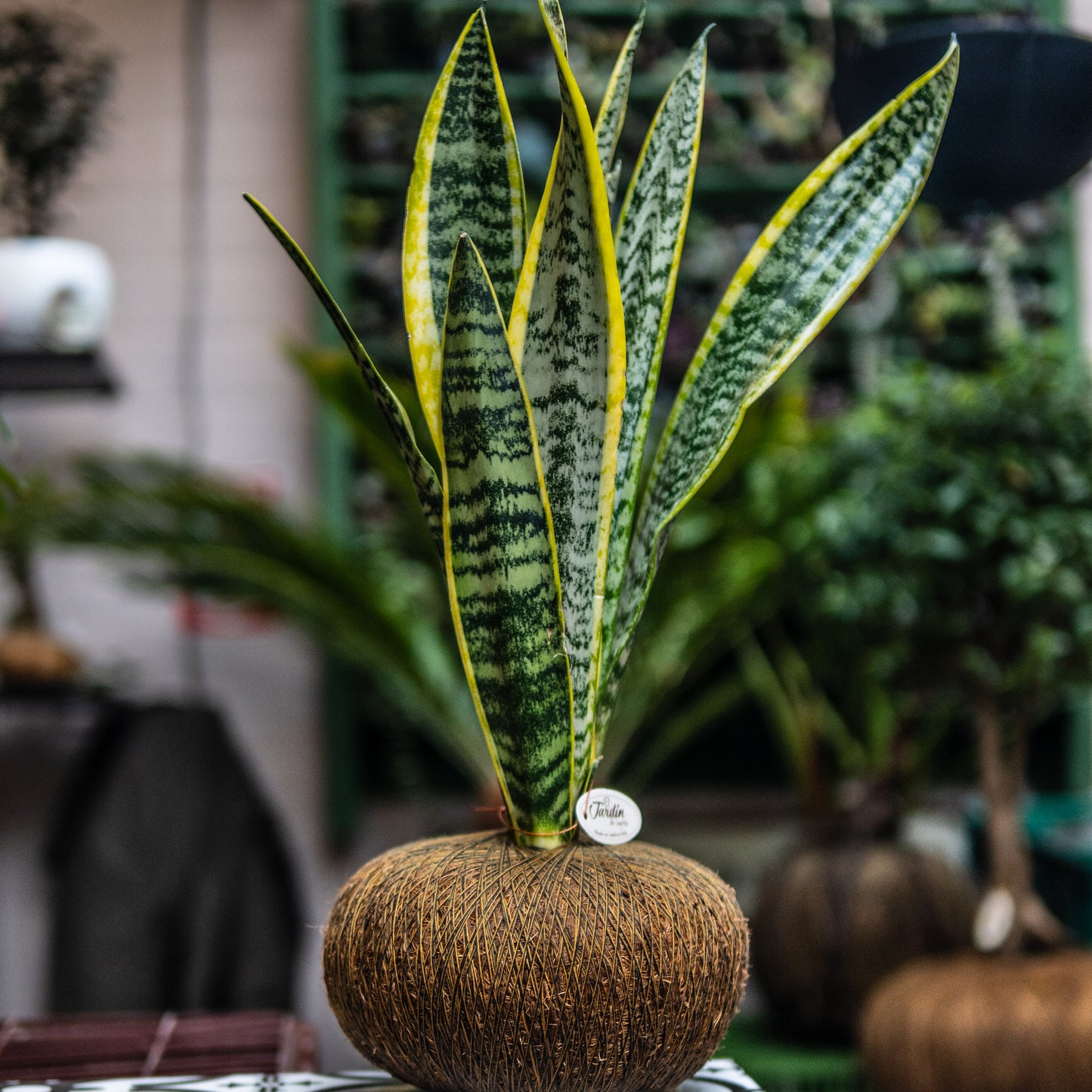 Sansevieria A (Grandes Triples)