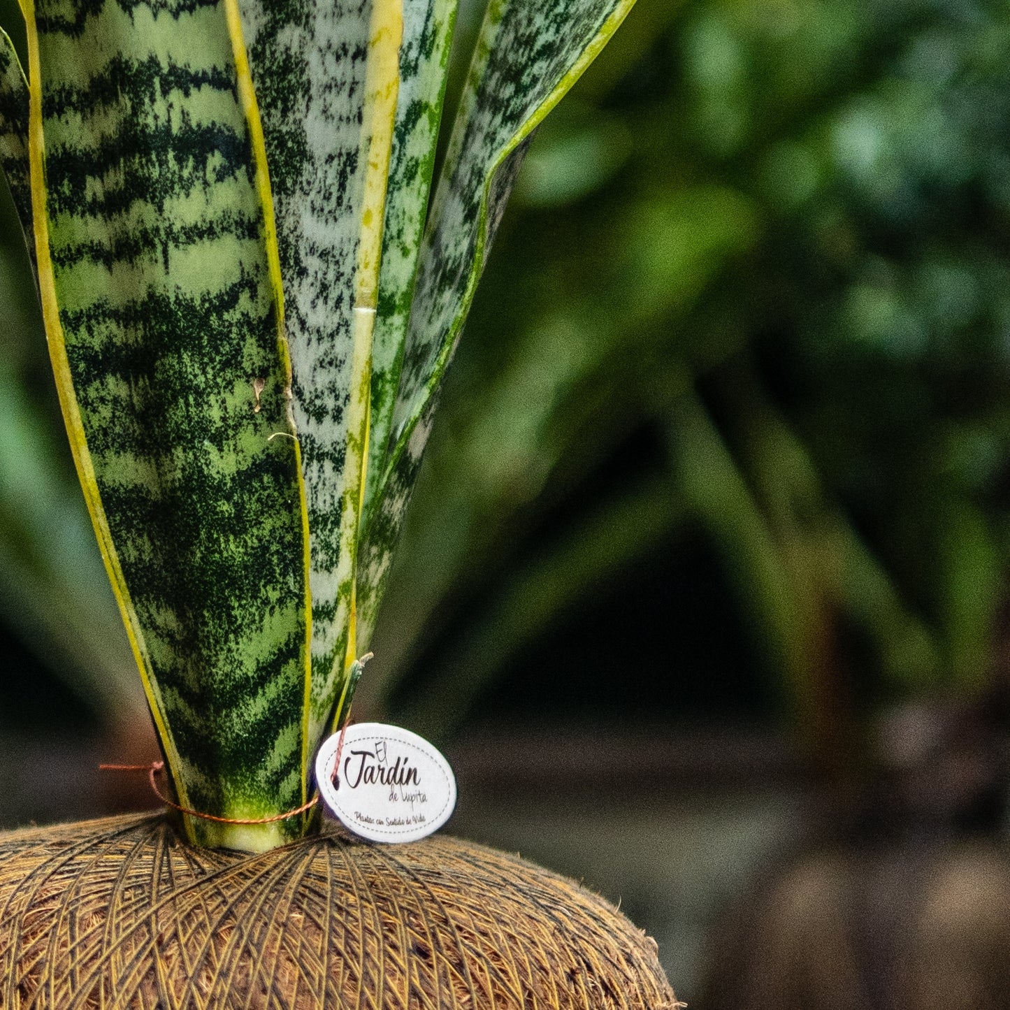 Sansevieria A (Grandes Triples)