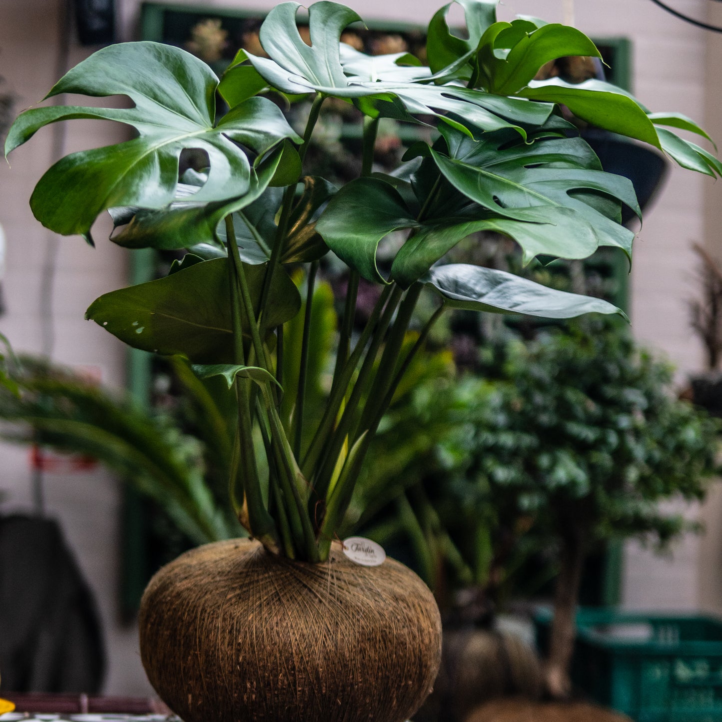 Monstera C (Pequeña Sencilla)