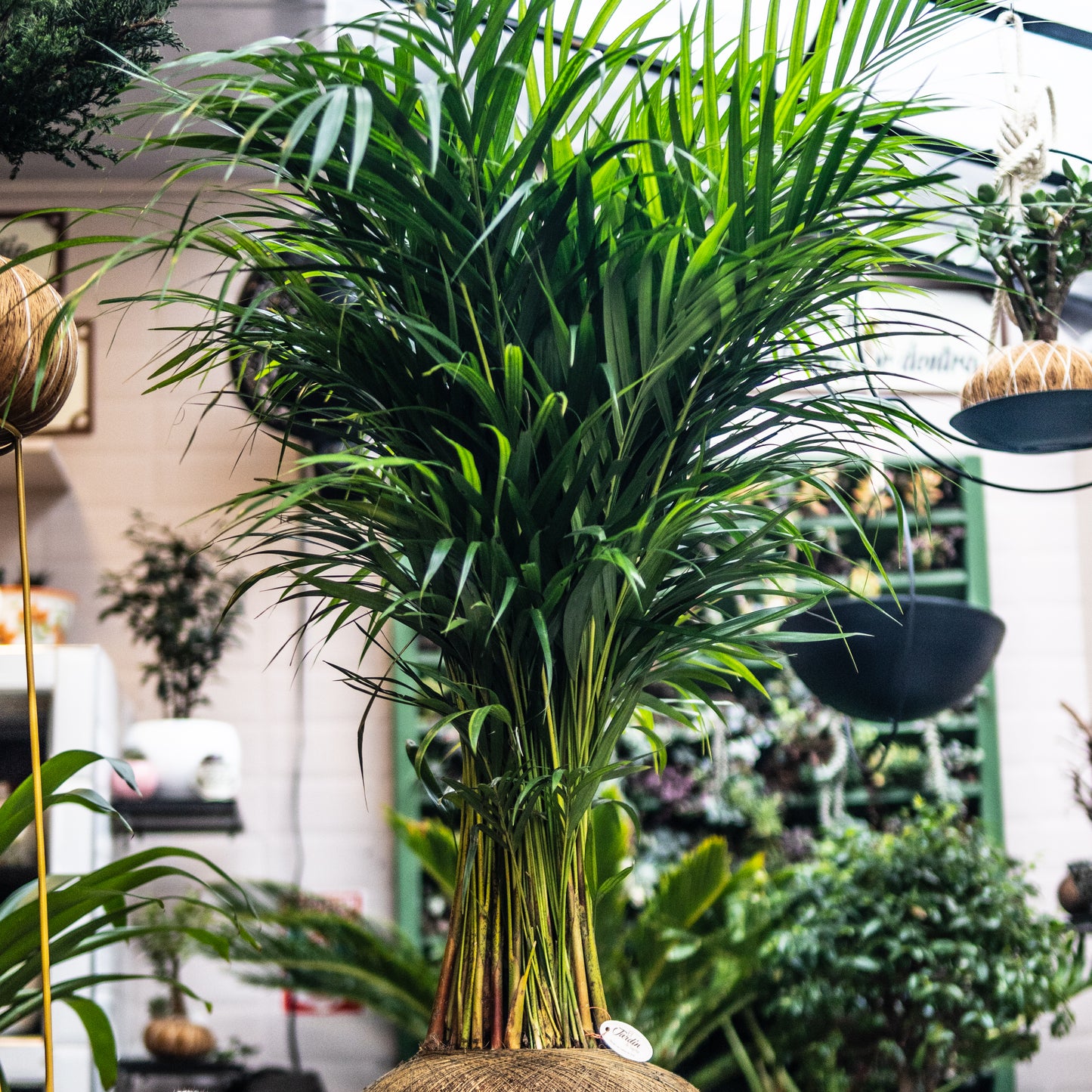 Palma Areca B (Mediana)