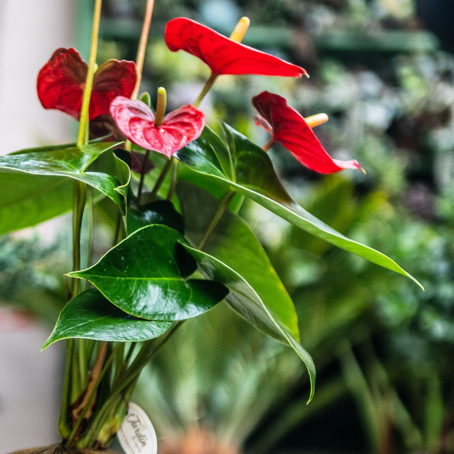 Anturios (Rojos, Chocolate)