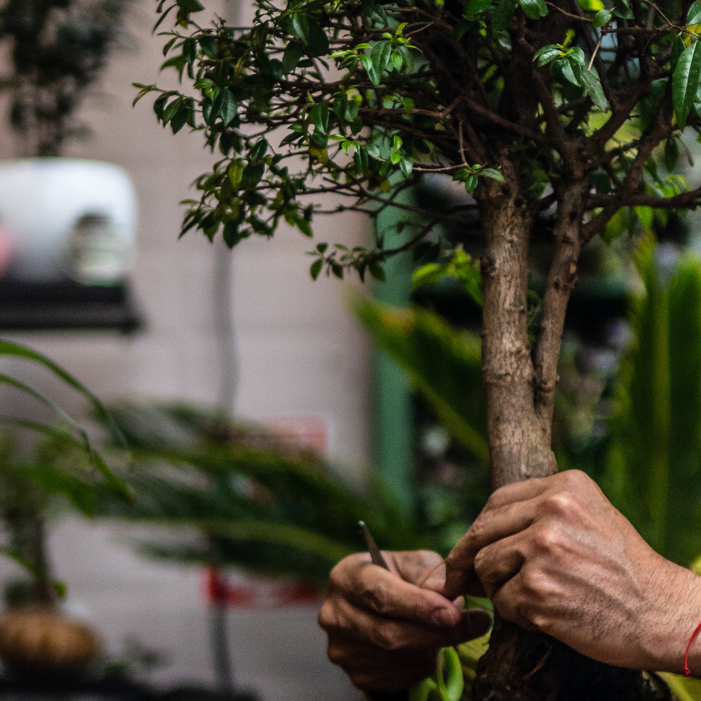 Bonsai Guayacan Frondoso