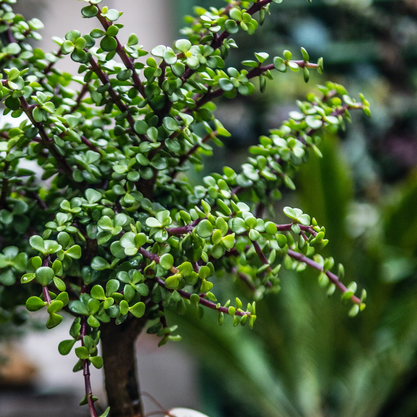 Jade Macho A (Grande)