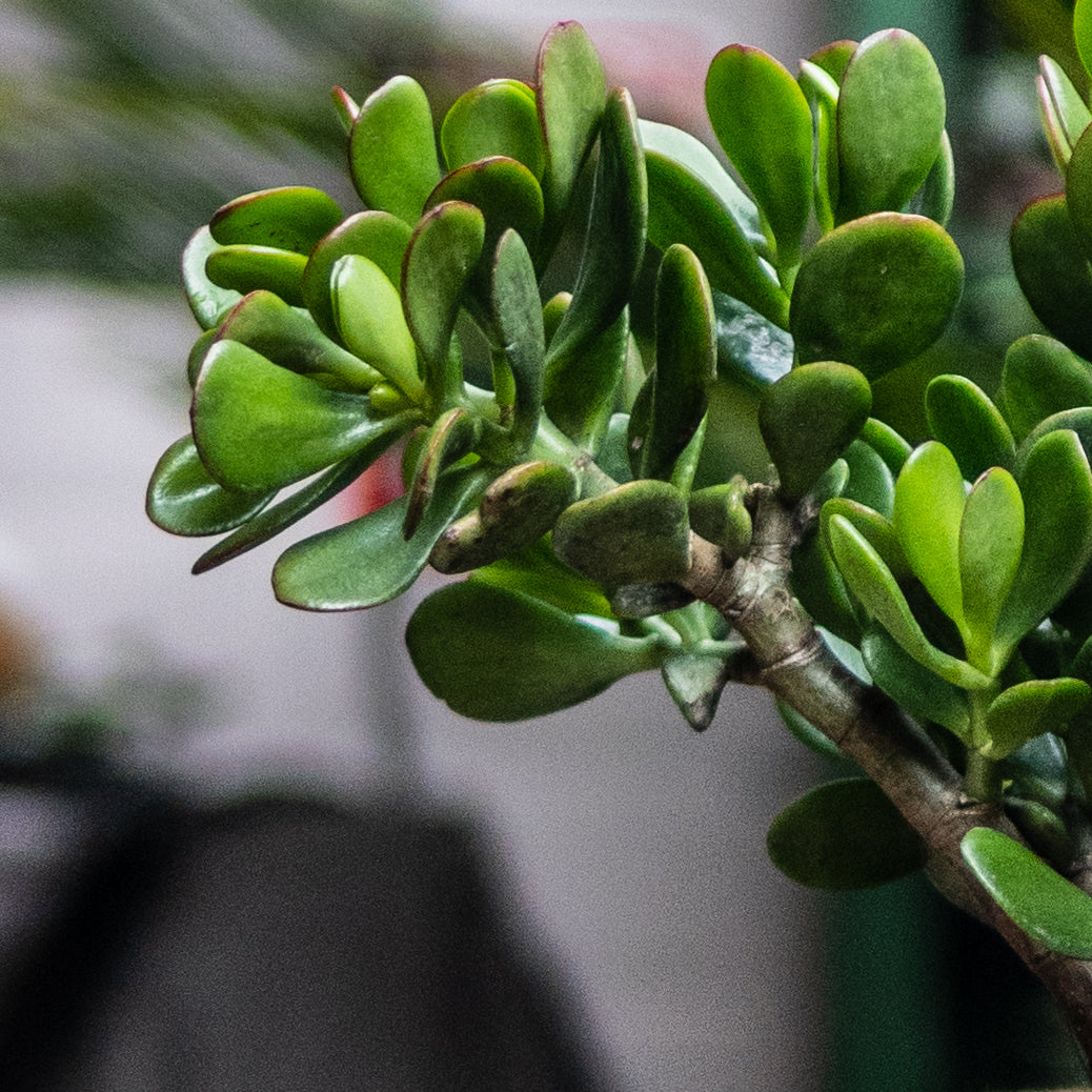 Jade Macho C (Pequeño)