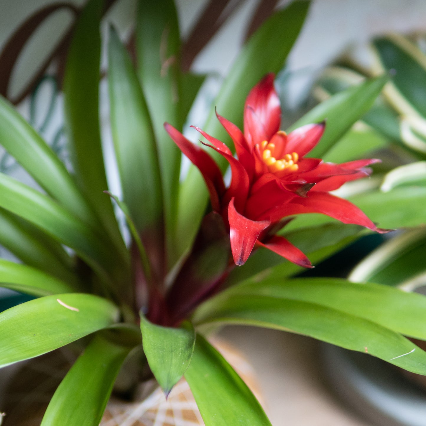 Bromelias A (Grande)