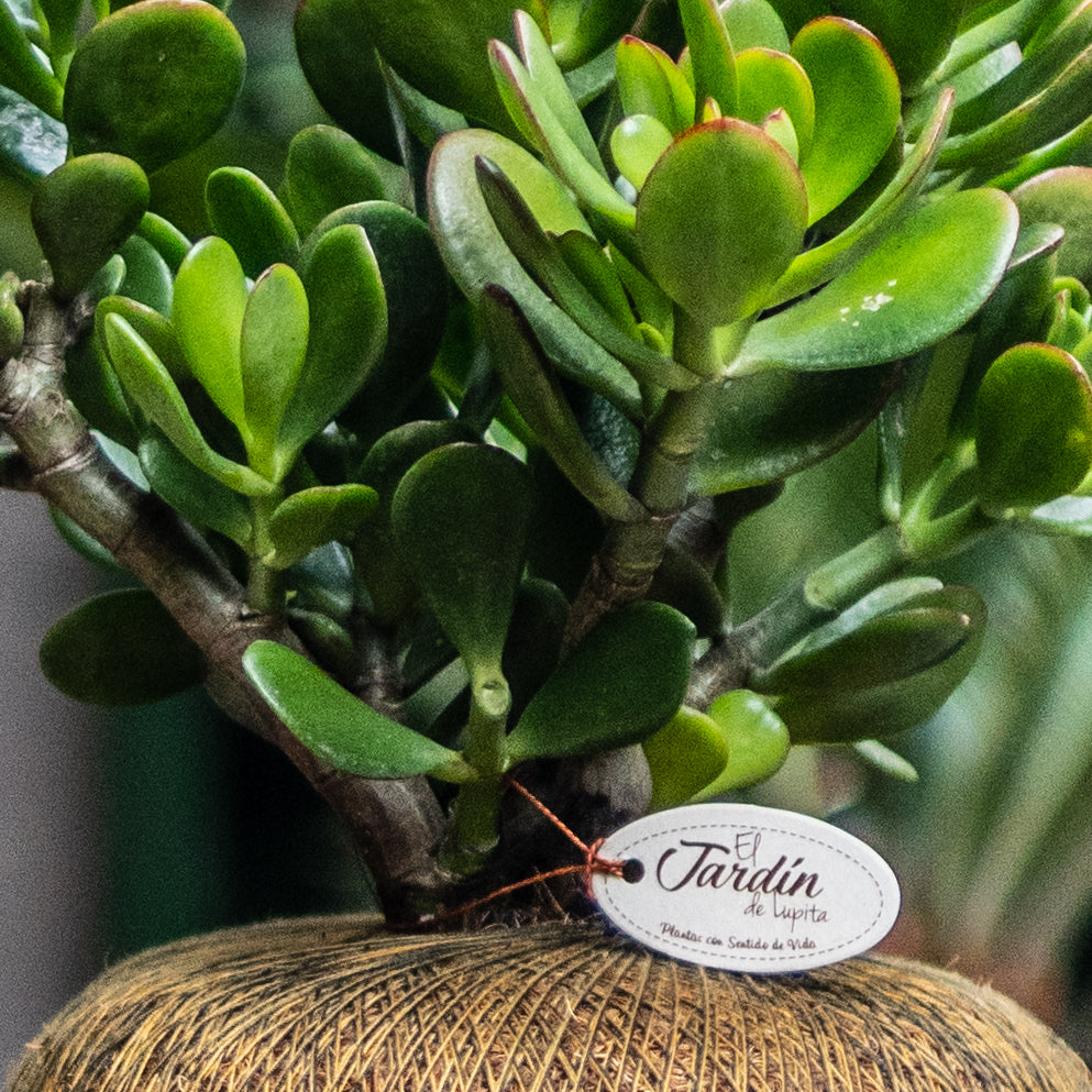 Jade Macho C (Pequeño)