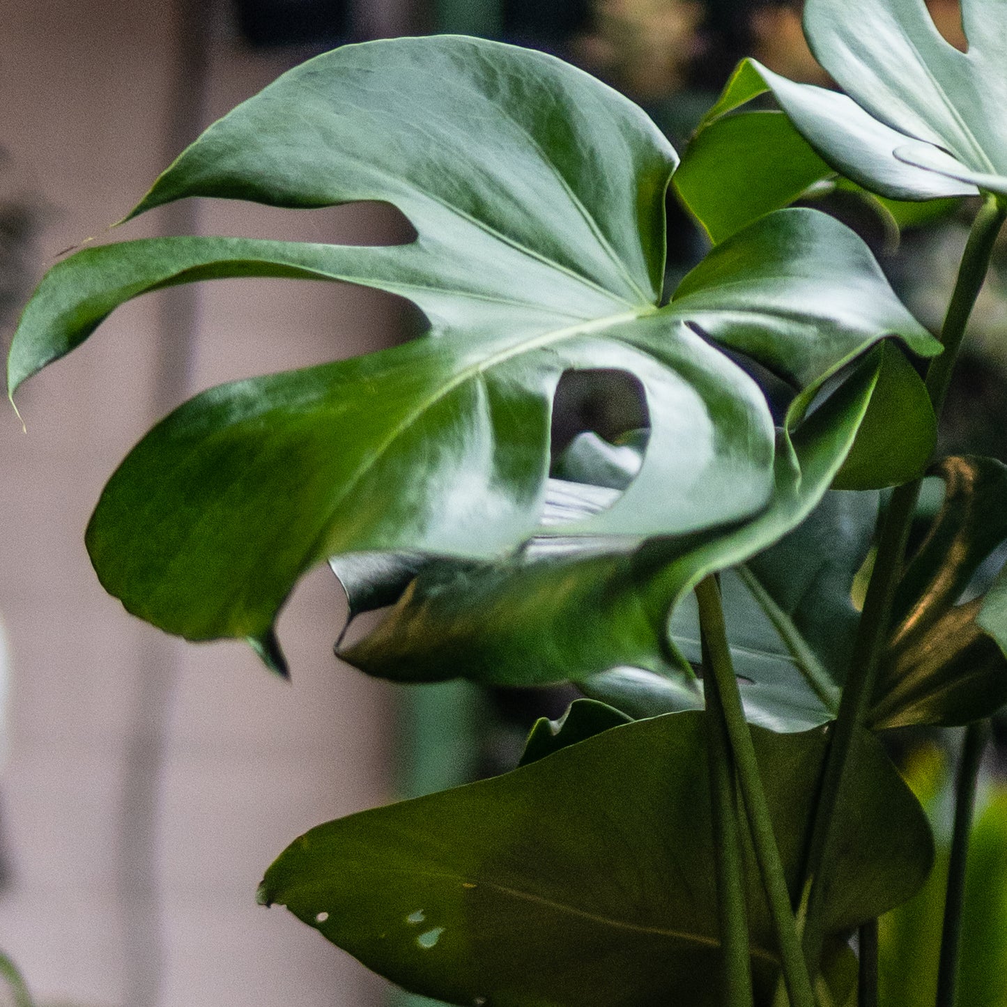 Monstera C (Pequeña Sencilla)