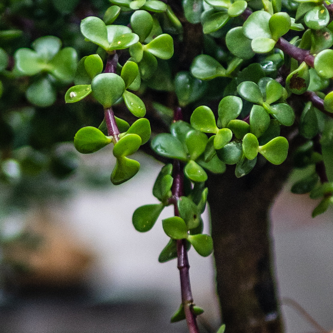 Jade Macho A (Grande)