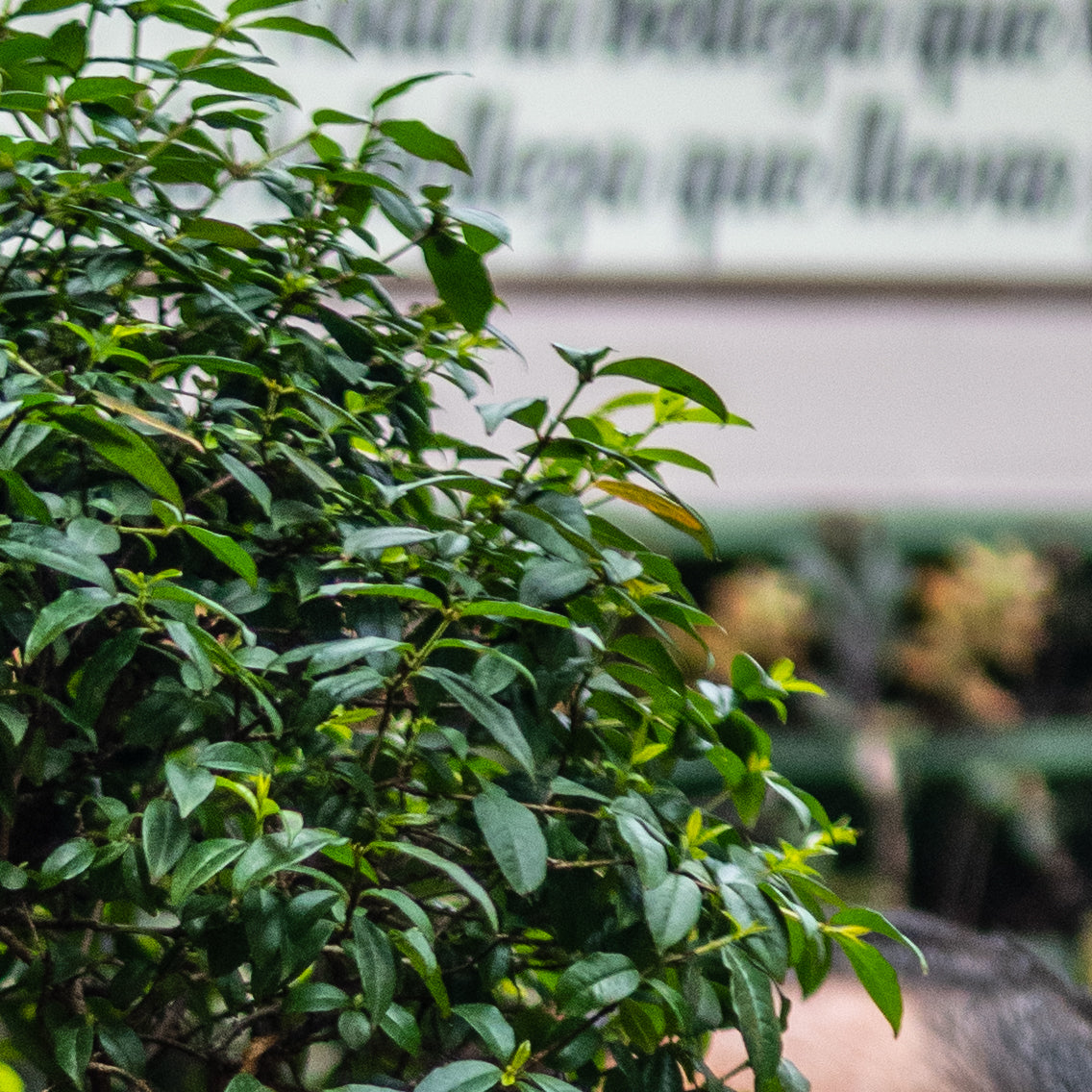 Bonsai Guayacan Frondoso