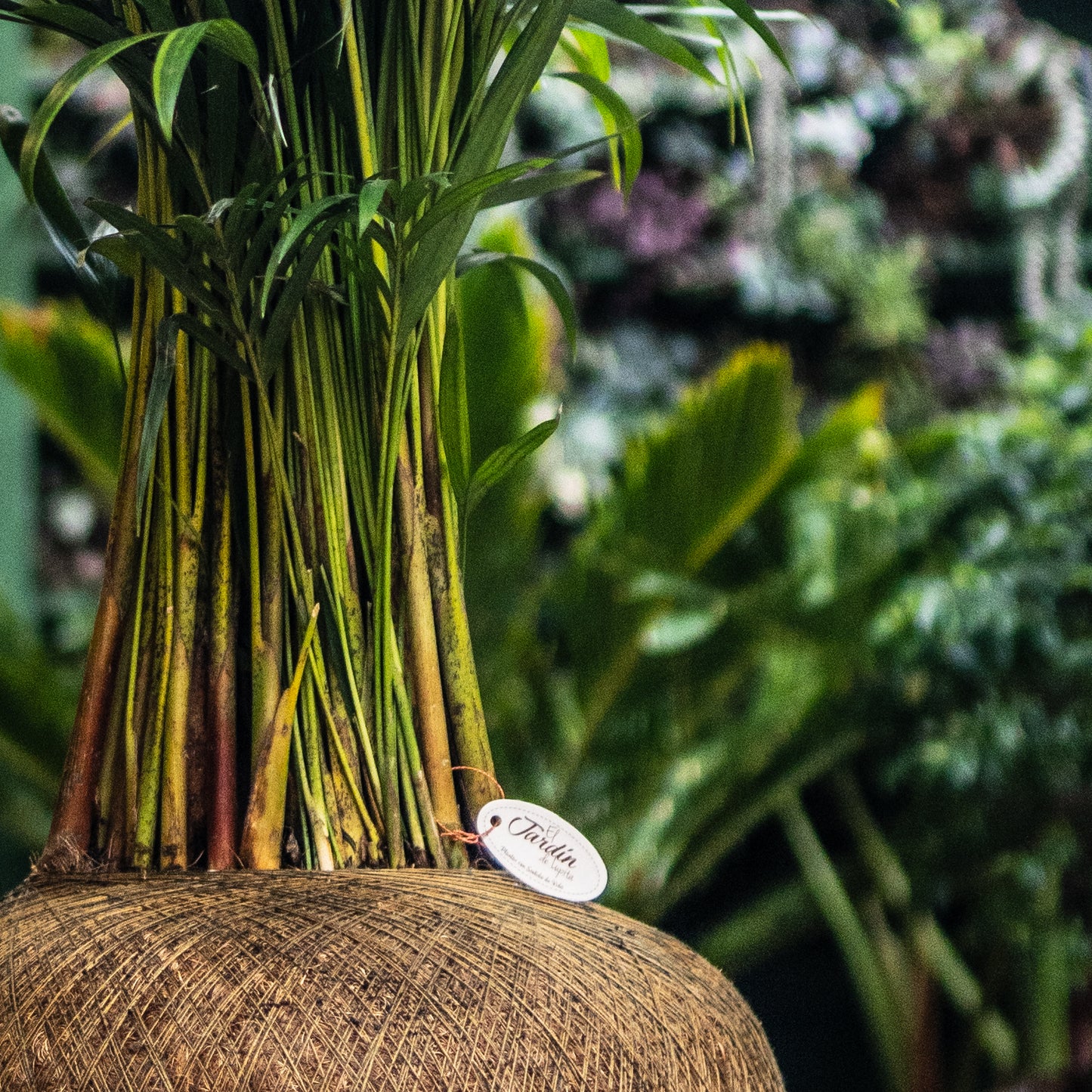 Palma Areca B (Mediana)