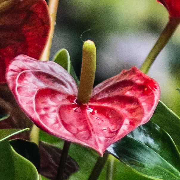 Anturios (Rojos, Chocolate)