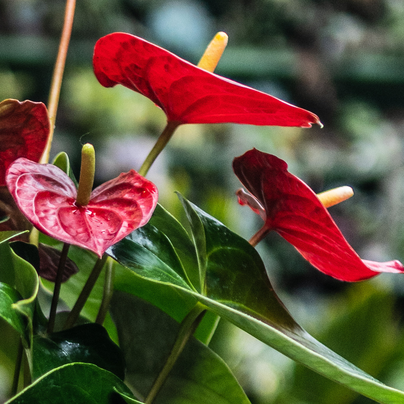 Anturios (Rojos, Chocolate)