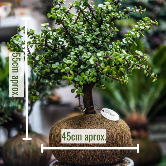 Jade Macho AA (Grande) Tipo Bonsai