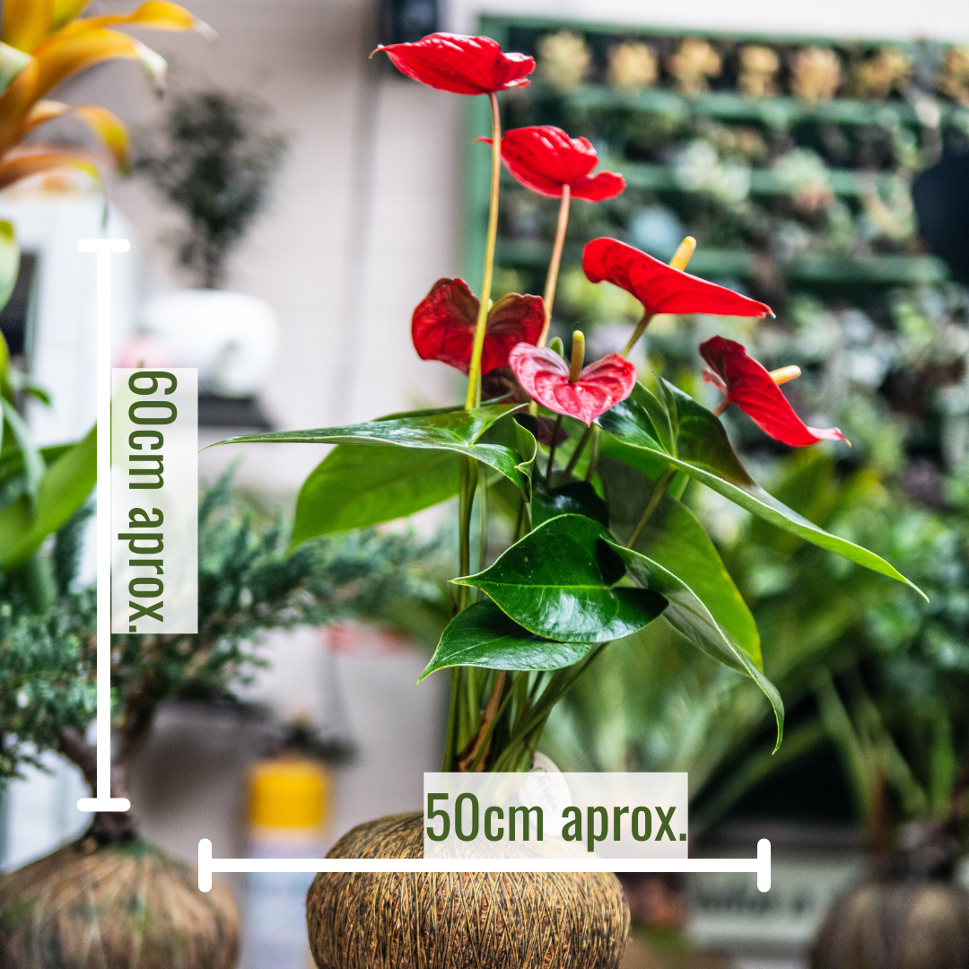 Anturios (Rojos, Chocolate)