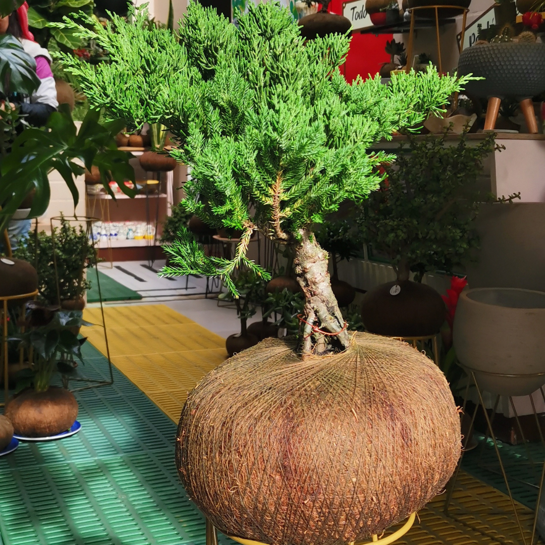 Bonsai Pino Rastrero Frondoso