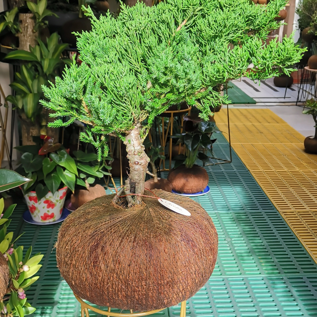Bonsai Pino Rastrero Frondoso