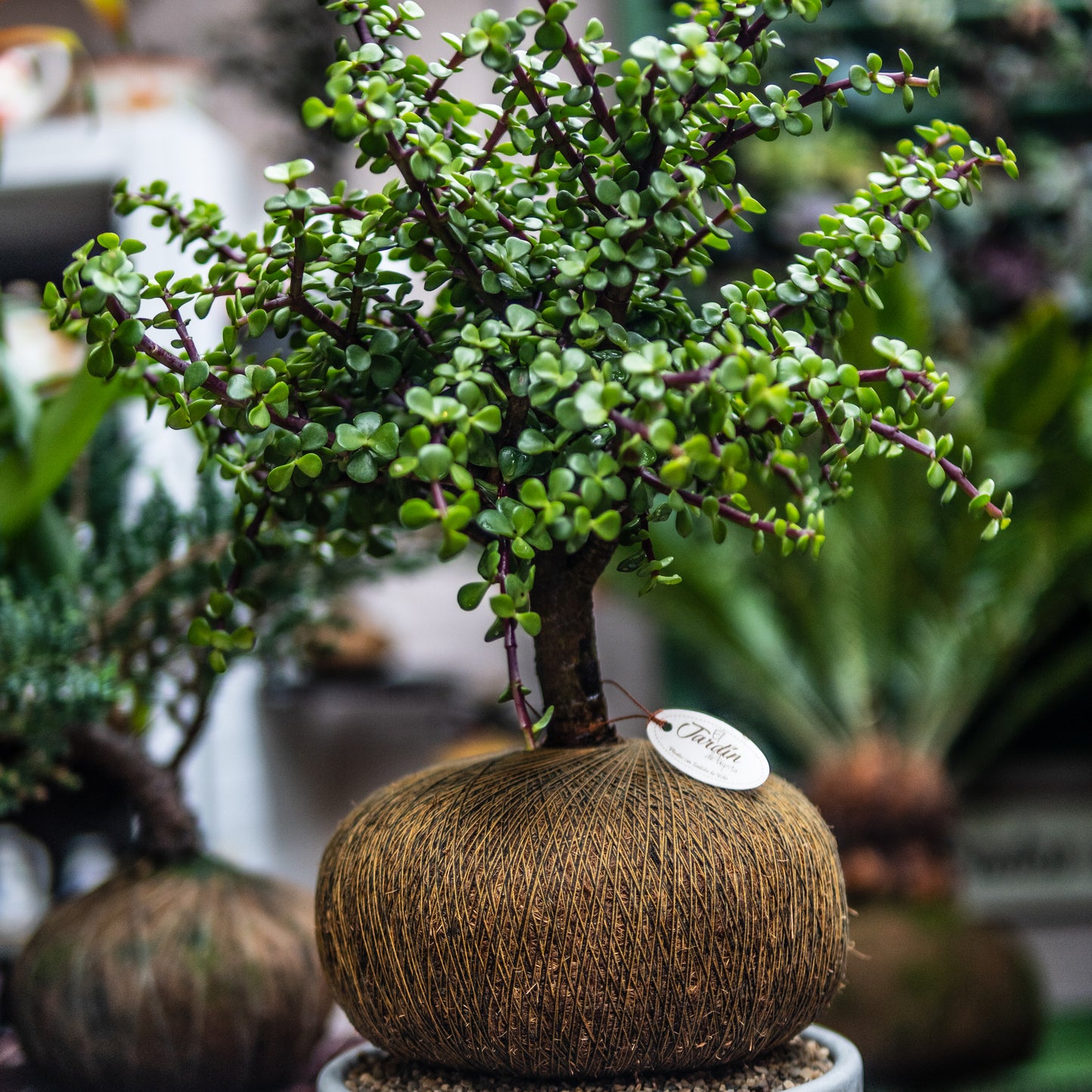 Jade Macho A (Grande)