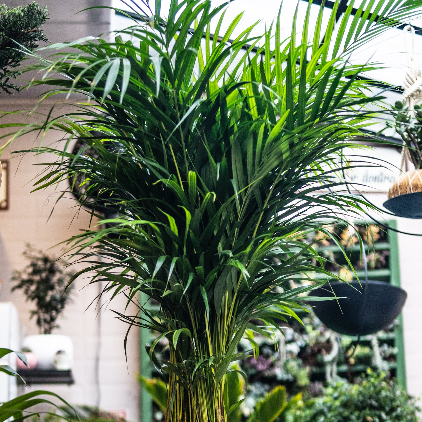 Palma Areca B (Mediana)