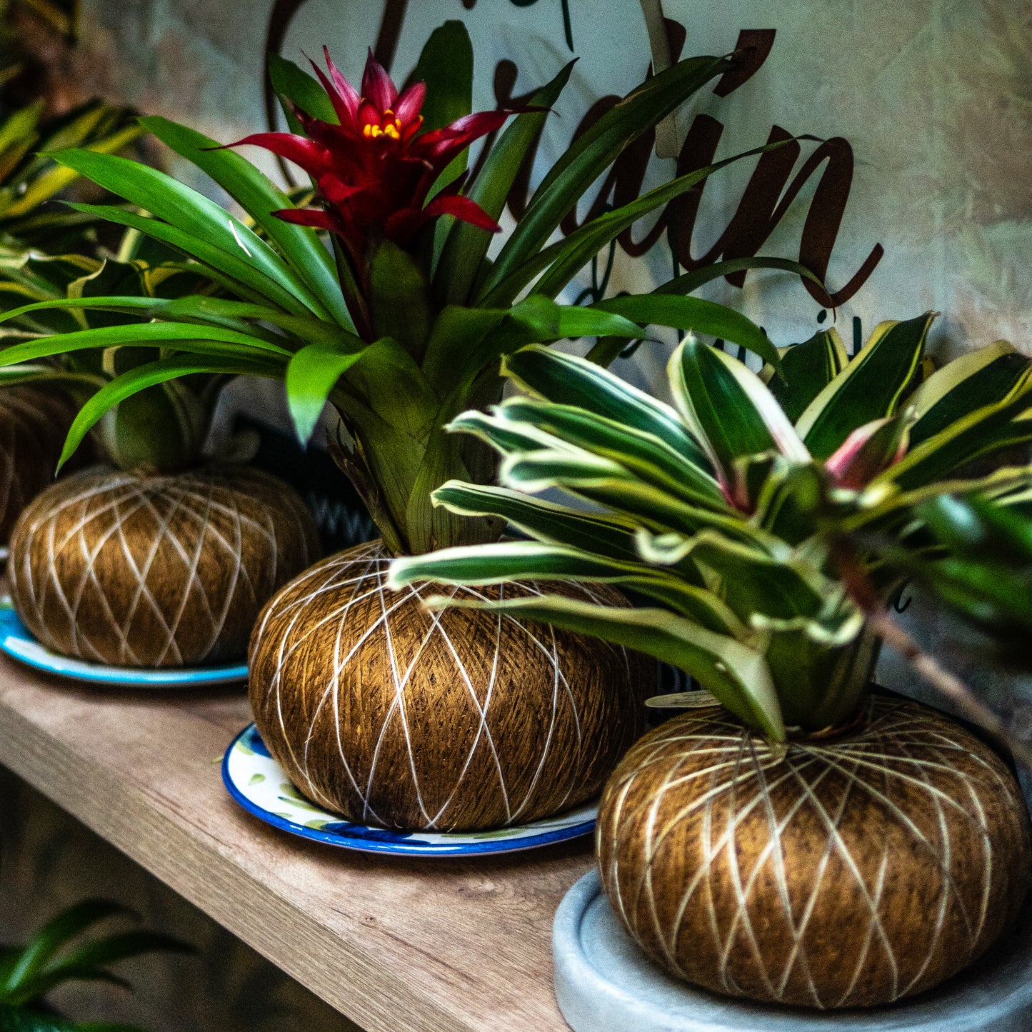 Bromelias A (Grande)