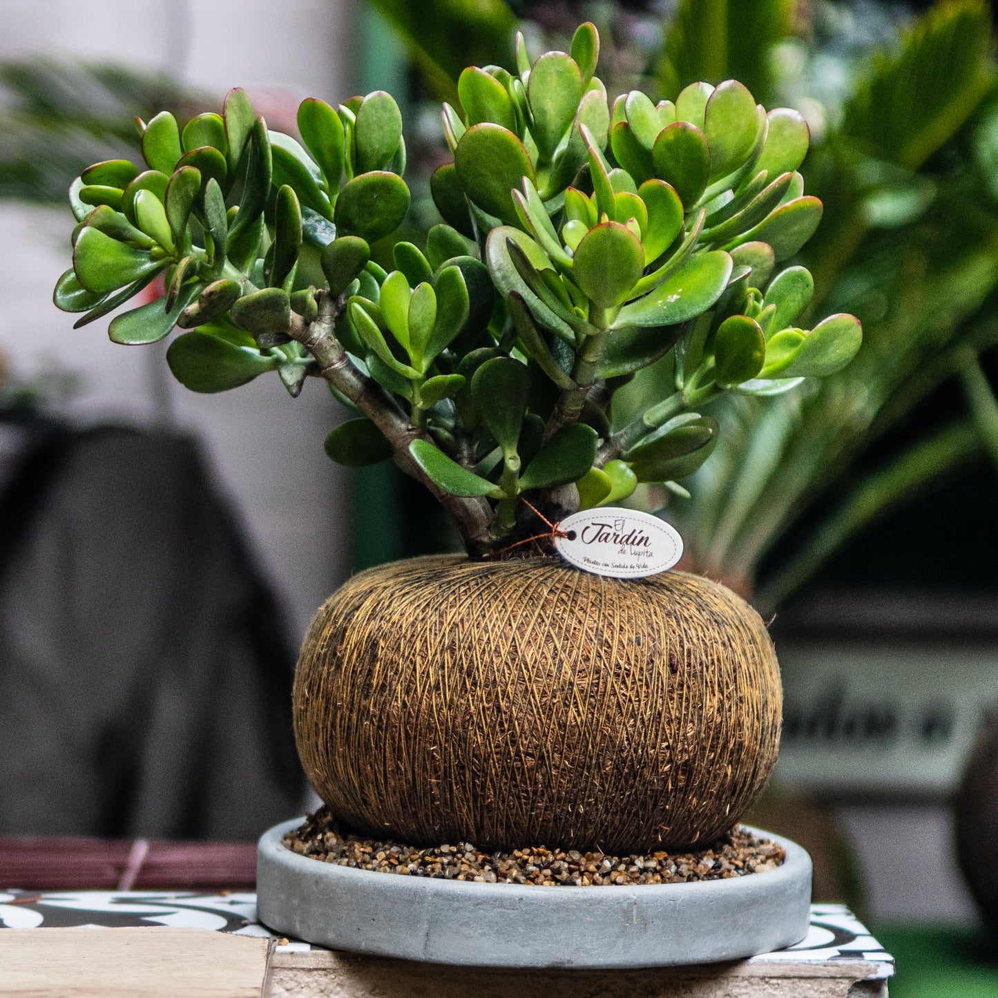 Jade Macho C (Pequeño)