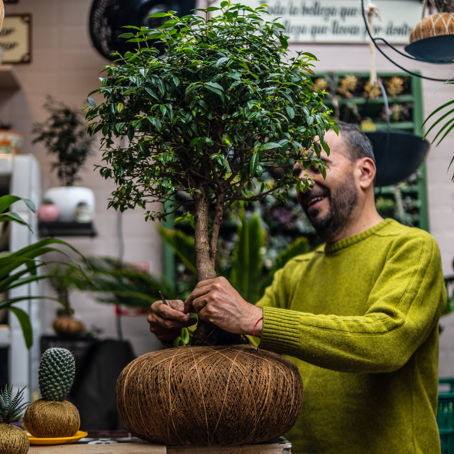 Bonsai Guayacan Frondoso