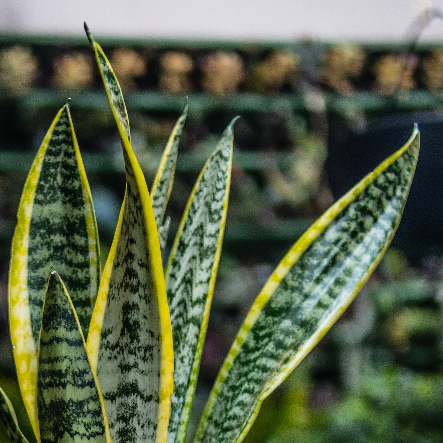 Sansevieria A (Grandes Triples)
