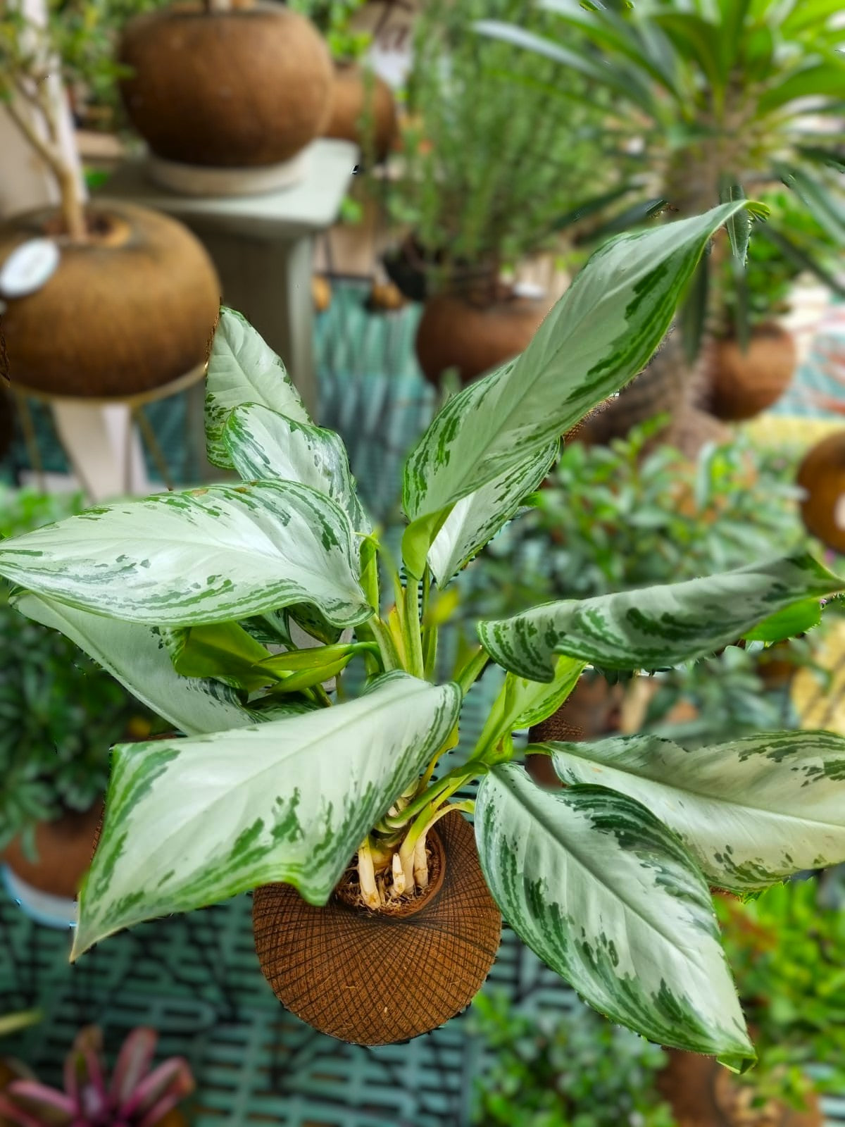 AGLAONEMA o Dólar Patico