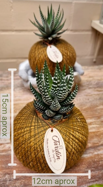 Aloe Vera Cebra C (Pequeño)