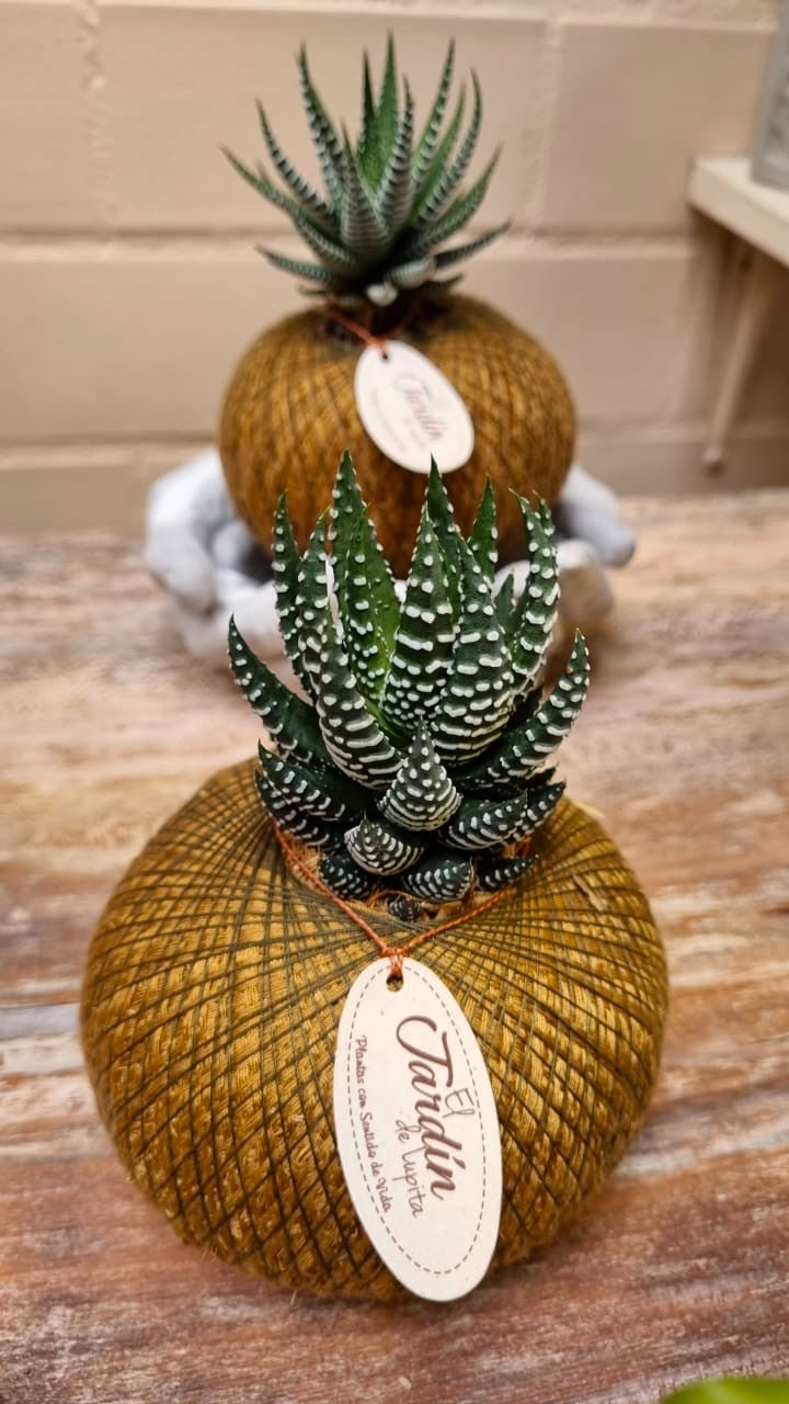 Aloe Vera Cebra C (Pequeño)