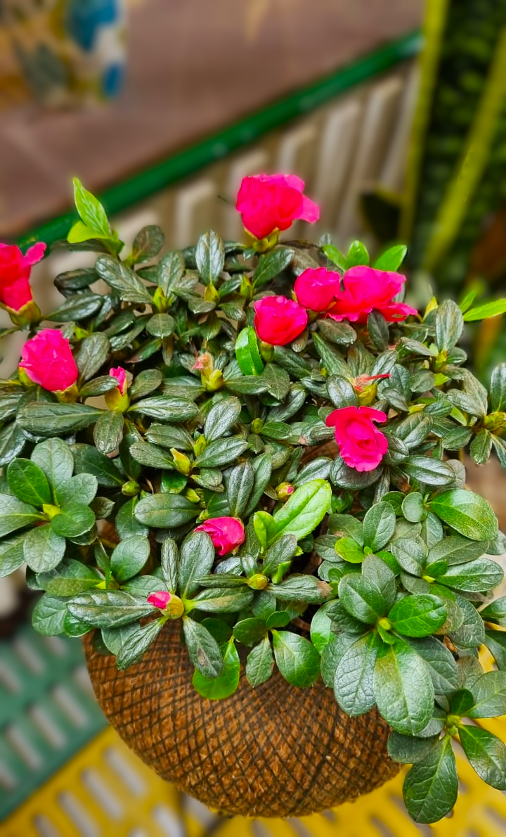 Azaleas Bifloras