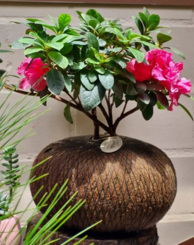 Azaleas Bifloras