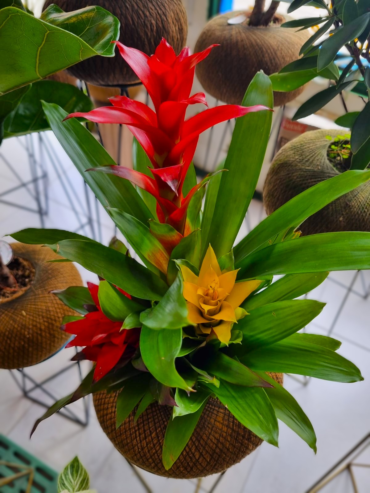 Bromelias AA (Triflora)
