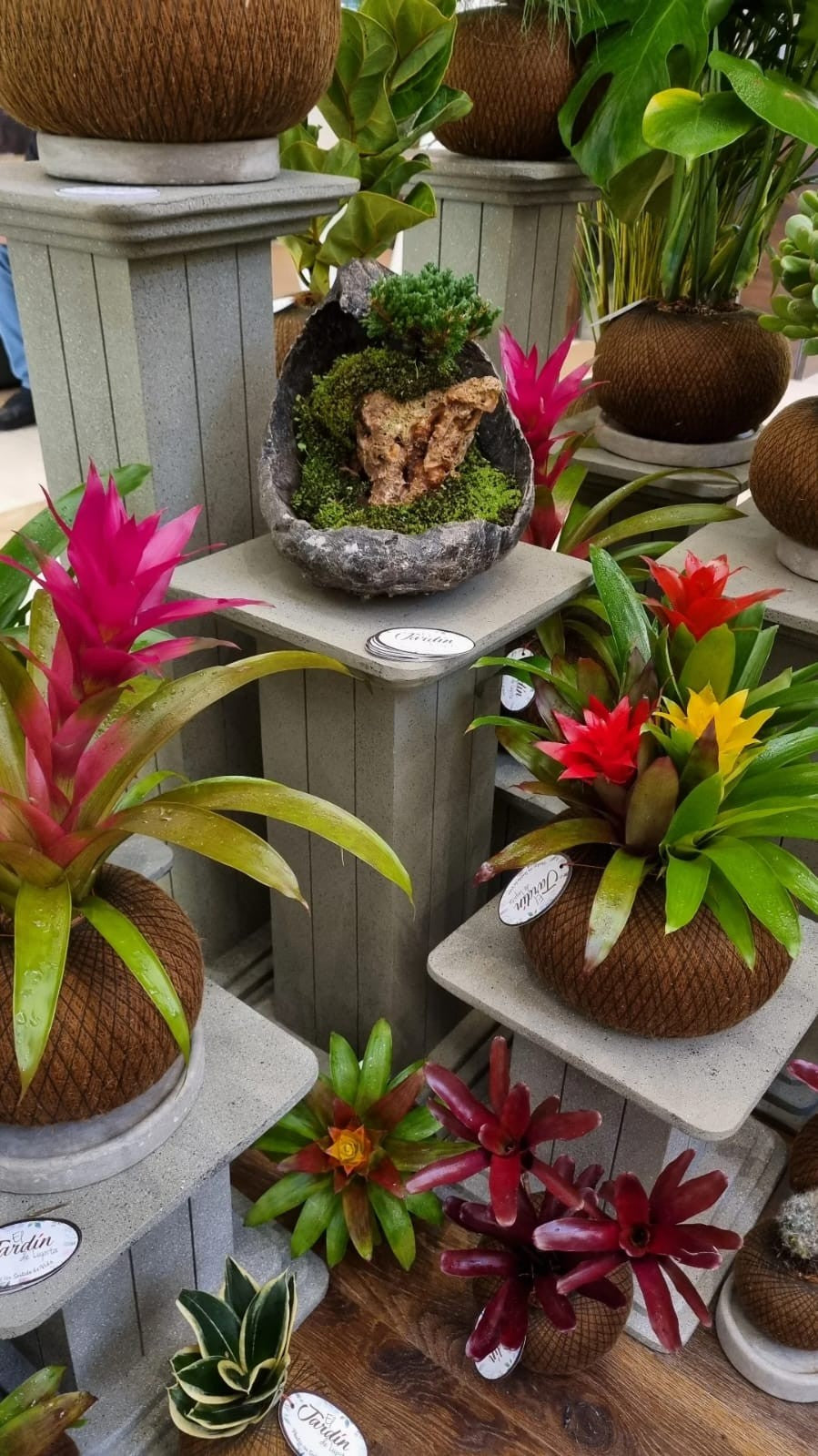 Bromelias AA (Triflora)