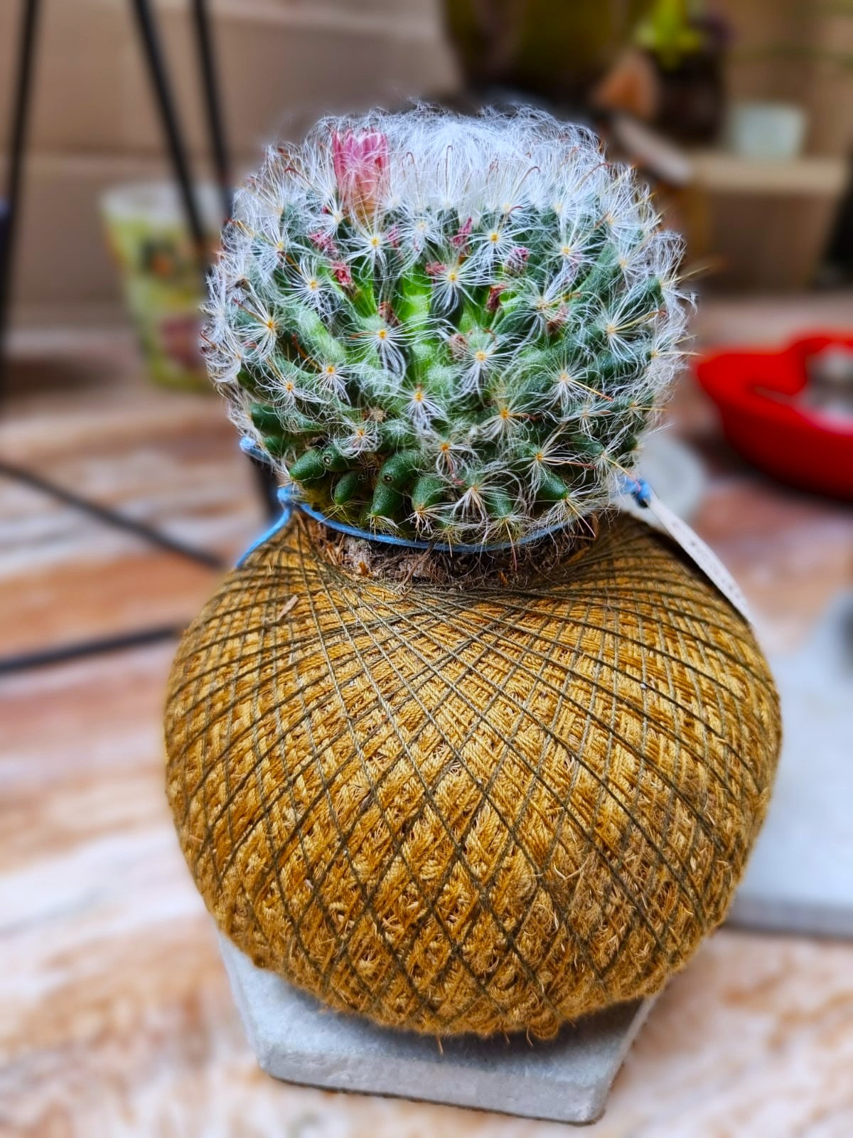 Cactus Con Flor