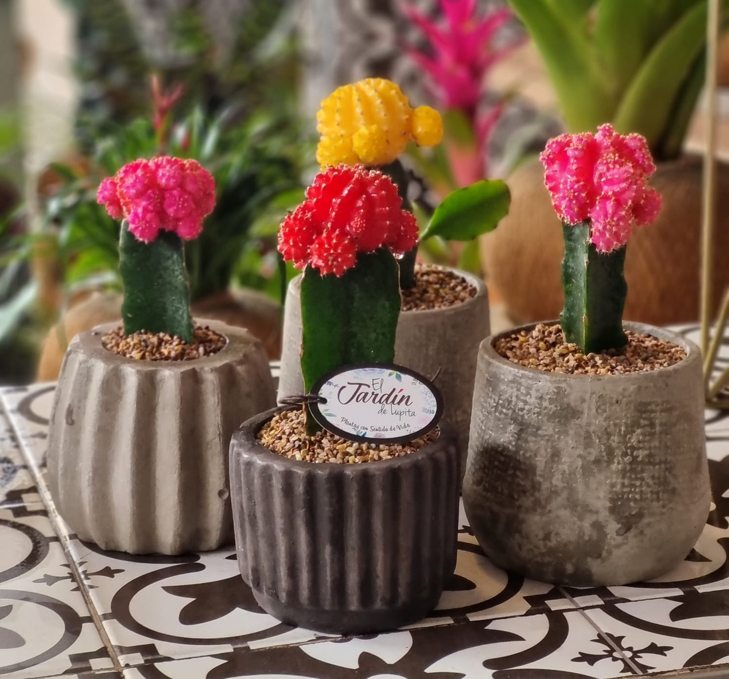 Cactus Koreano