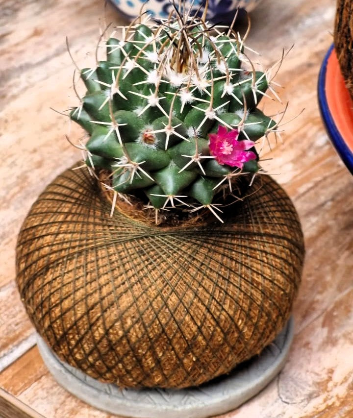 Cactus Con Flor