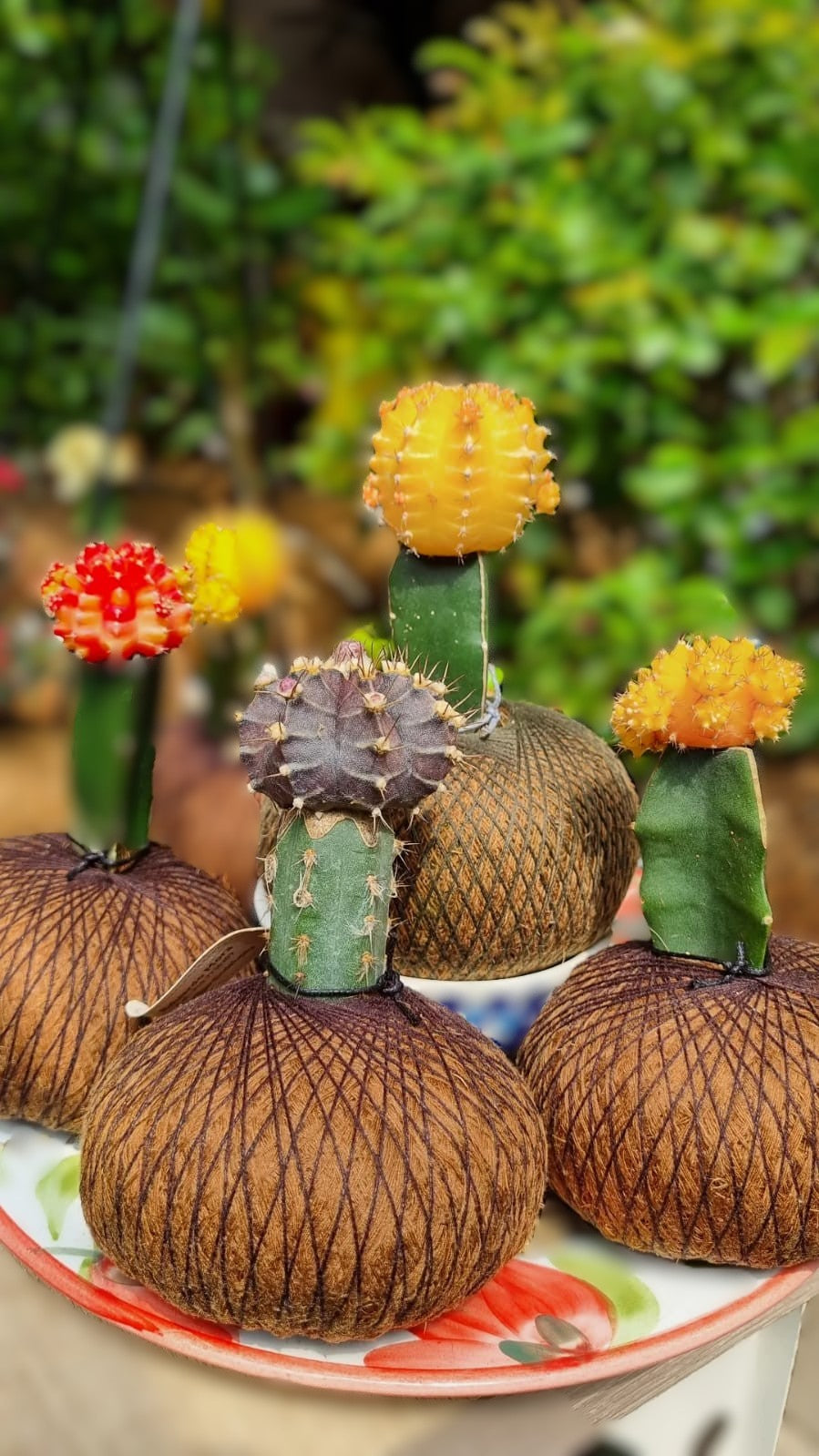 Cactus Koreano