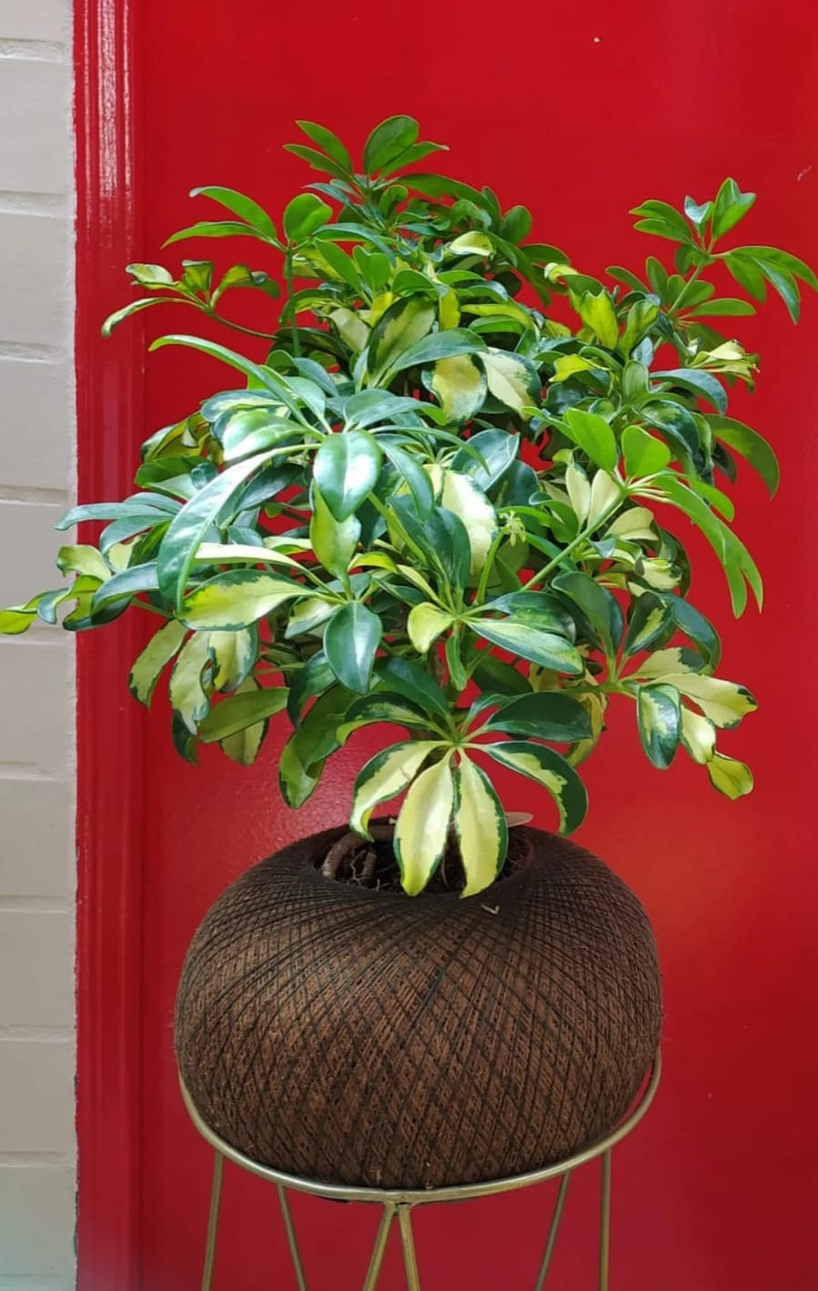 Pre Bonsai Cheflera C (Pequeño)