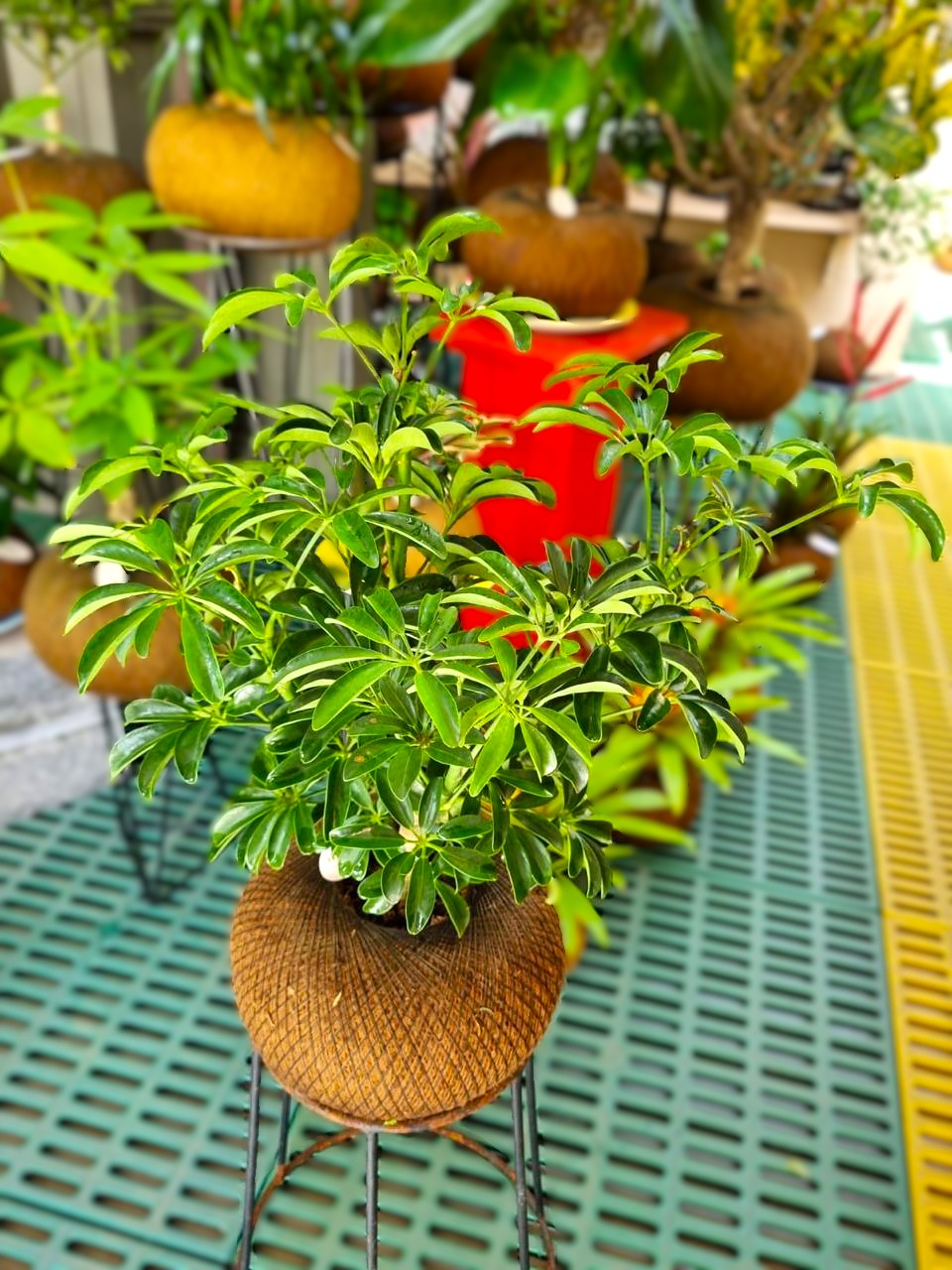 Pre Bonsai Cheflera C (Pequeño)