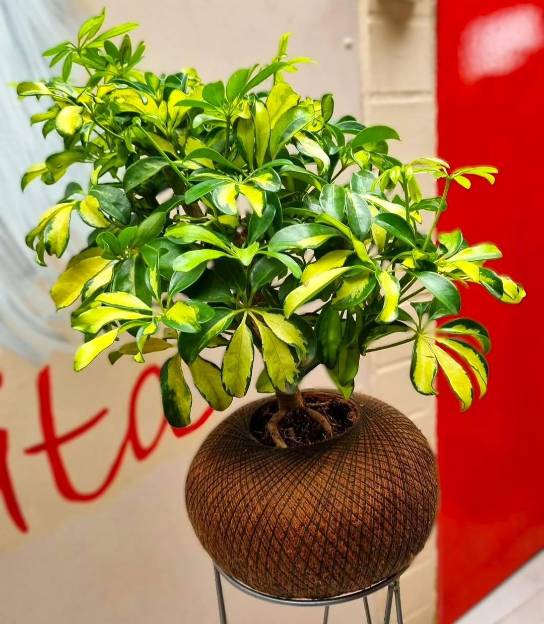 Pre Bonsai Cheflera C (Pequeño)