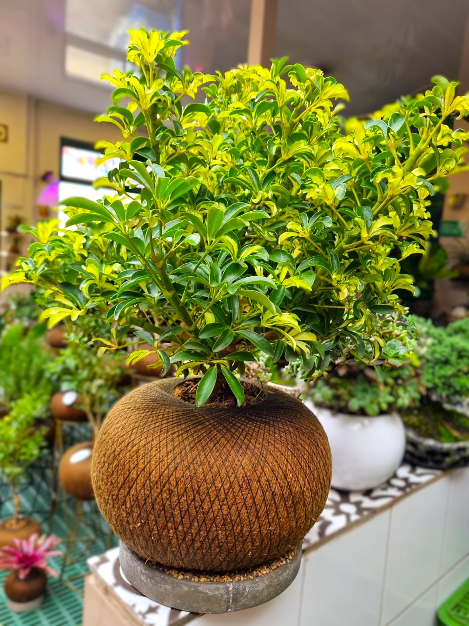 Pre Bonsai Cheflera C (Pequeño)