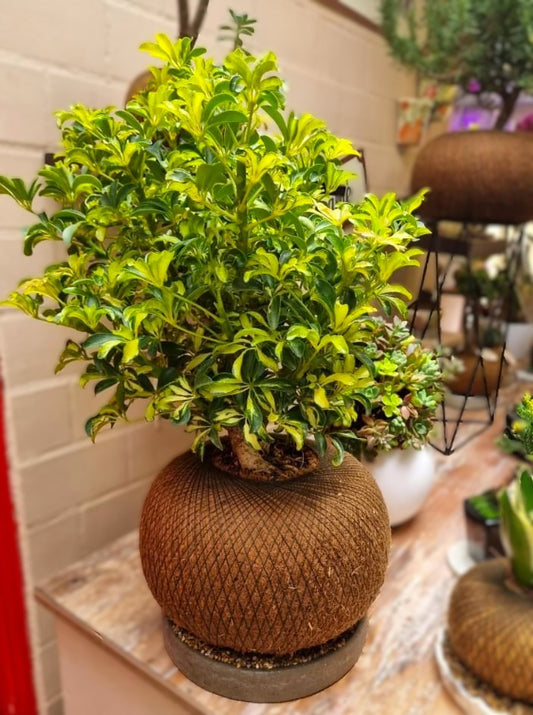 Pre Bonsai Cheflera C (Pequeño)